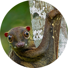 flying-lemur